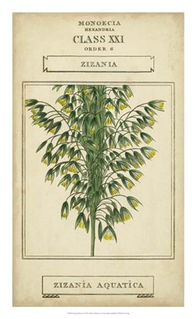 Linnaean Botany I by Vision Studio art print