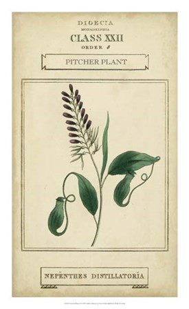 Linnaean Botany II by Vision Studio art print