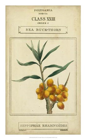 Linnaean Botany III by Vision Studio art print