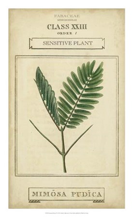 Linnaean Botany IV by Vision Studio art print