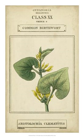 Linnaean Botany V by Vision Studio art print