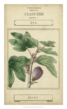 Linnaean Botany VI by Vision Studio art print