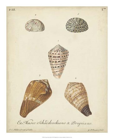 Antique Knorr Shells I by George Wolfgang Knorr art print