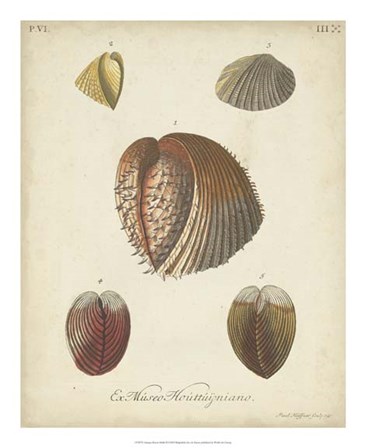 Antique Knorr Shells II by George Wolfgang Knorr art print