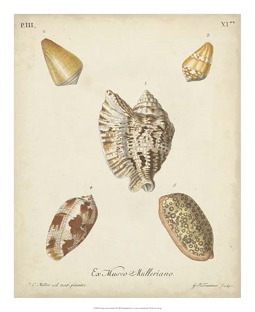 Antique Knorr Shells III by George Wolfgang Knorr art print