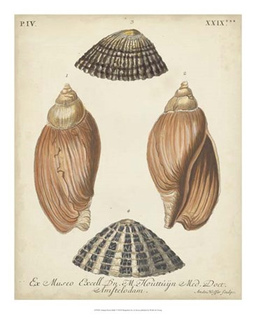 Antique Knorr Shells V by George Wolfgang Knorr art print