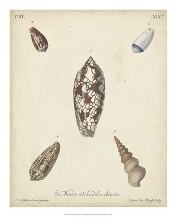 Antique Knorr Shells VII by George Wolfgang Knorr art print