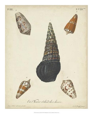Antique Knorr Shells VIII by George Wolfgang Knorr art print