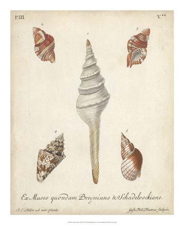 Antique Knorr Shells IX by George Wolfgang Knorr art print