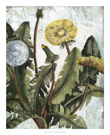 Dandelion Patina I by Naomi McCavitt art print
