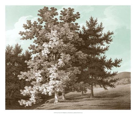 Serene Trees I by Edward Kennion art print