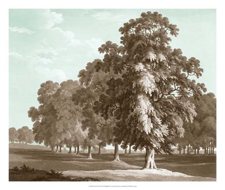 Serene Trees II by Edward Kennion art print