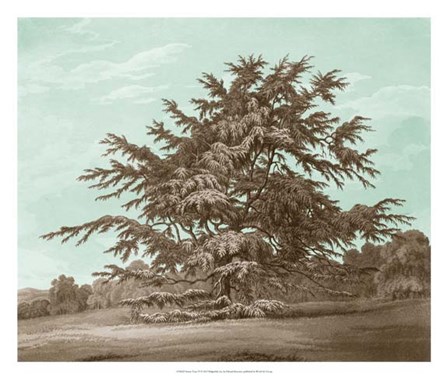 Serene Trees VI by Edward Kennion art print