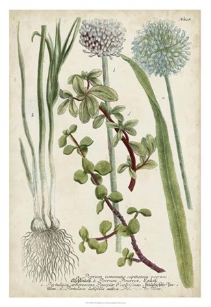 Allium by Joseph Weinmann art print