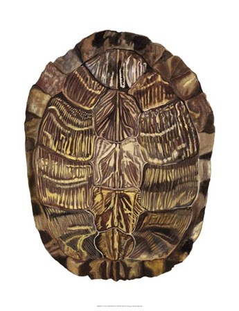 Tortoise Shell Detail I by Naomi McCavitt art print