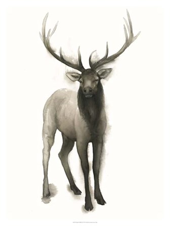 Majestic Wildlife II by Grace Popp art print