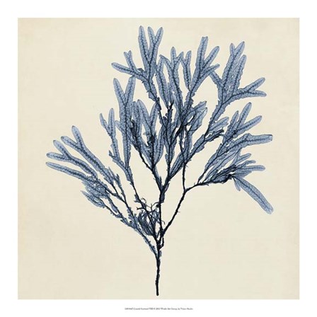 Coastal Seaweed VIII by Vision Studio art print