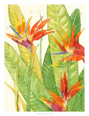 Watercolor Tropical Flowers III by Timothy O&#39;Toole art print