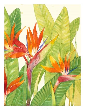 Watercolor Tropical Flowers IV by Timothy O&#39;Toole art print