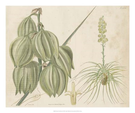 Tropical Curtis Botanical I by Edward S. Curtis art print