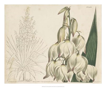 Tropical Curtis Botanical II by Edward S. Curtis art print