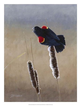 Redwing Morning II by Fred Szatkowski art print