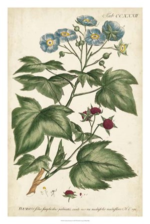 Chambray Botanical I by Phillip Miller art print