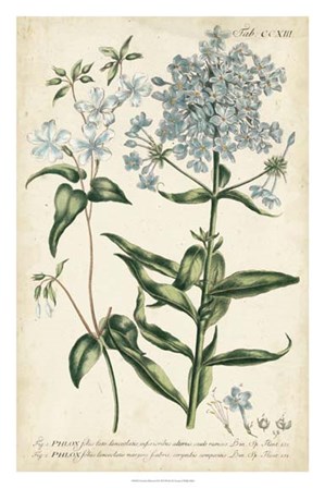 Chambray Botanical II by Phillip Miller art print