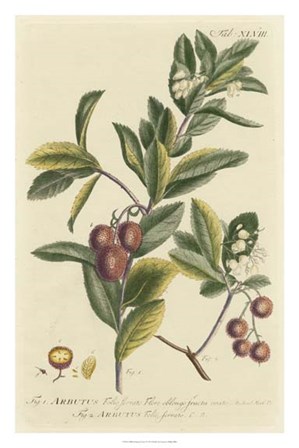 Miller Foliage &amp; Fruit I by Phillip Miller art print