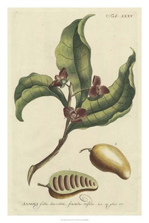 Miller Foliage &amp; Fruit II by Phillip Miller art print