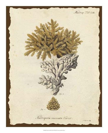 Natura Coral III by Johann Esper art print