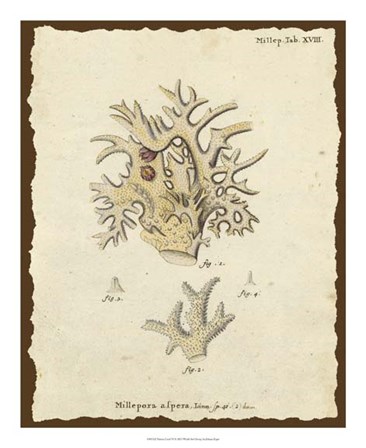 Natura Coral VI by Johann Esper art print