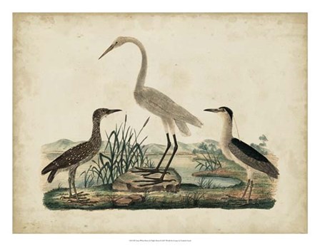 Great White Heron &amp; Night Heron by Friedrich Strack art print