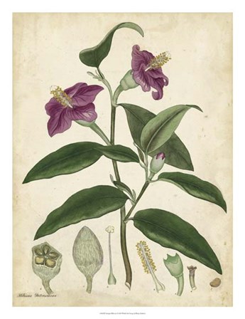 Antique Hibiscus by Henry Andrews art print