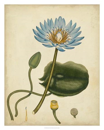 Blue Water Lily by Henry Andrews art print