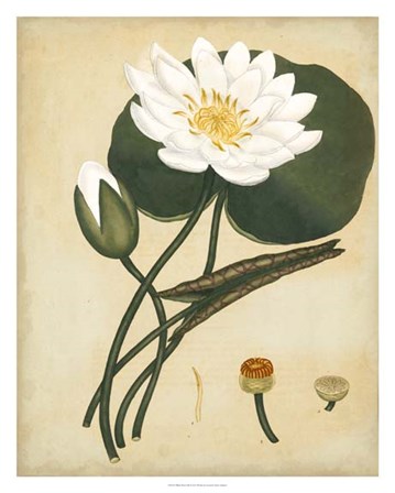 White Water Lily by Henry Andrews art print