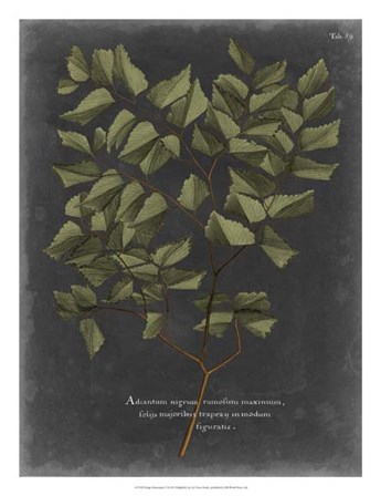 Foliage Dramatique V by Vision Studio art print