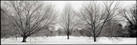 Winter Garden I by Alan Blaustein art print