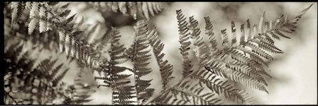 Florison 101 by Alan Blaustein art print