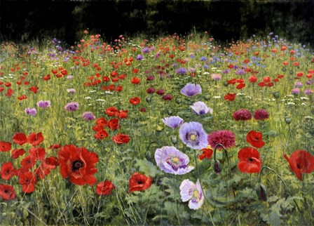 Field Of Poppies by Bill Makinson art print