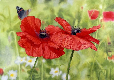 Poppies And Butterfly by Bill Makinson art print