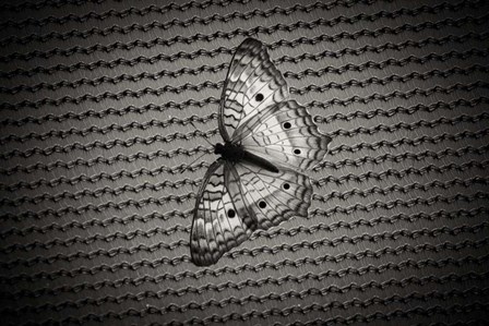 Butterfly Contrast by Chris Moyer art print