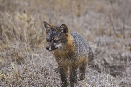 Island Fox by Chris Moyer art print