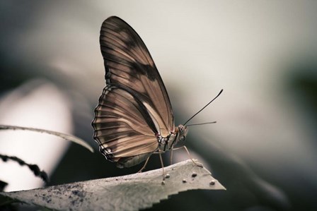 Muted by Chris Moyer art print