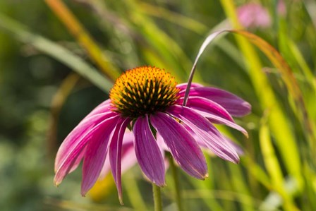 Pink Umbrella by Chris Moyer art print