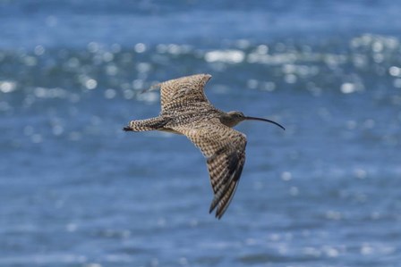 Swooping Over by Chris Moyer art print