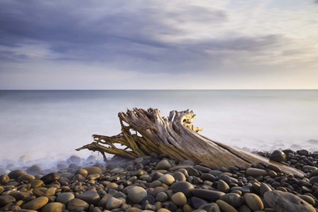 Stumped by Chris Moyer art print