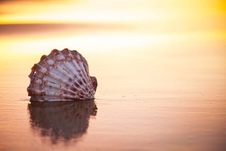 Battered But Beautiful by Chris Moyer art print