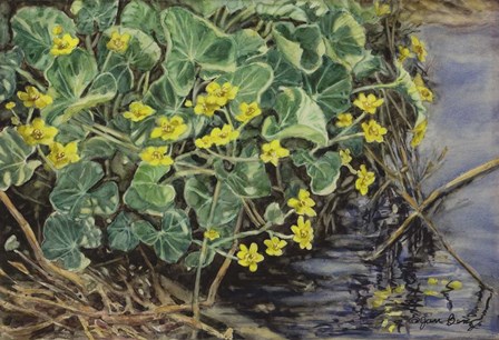 Marsh Marigolds by Jan Benz art print