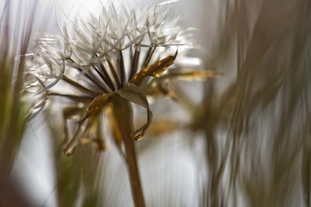Antelope Valley II by Janice Sullivan art print